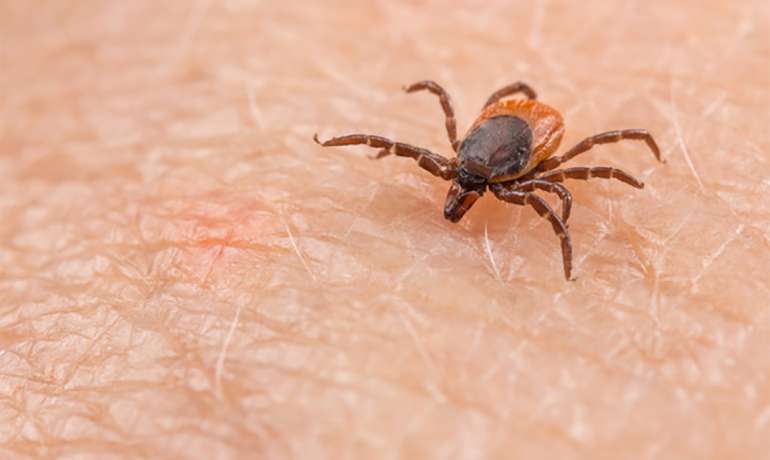 Kleiner Stich mit großem Schaden? Die von Zecken übertragene FSME